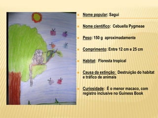  Nome popular: Sagui
 Nome científico: Cebuella Pygmeae
 Peso: 150 g aproximadamente
 Comprimento: Entre 12 cm e 25 cm
 Habitat: Floresta tropical
 Causa da extinção: Destruição do habitat
e tráfico de animais
 Curiosidade: É o menor macaco, com
registro inclusive no Guiness Book
 