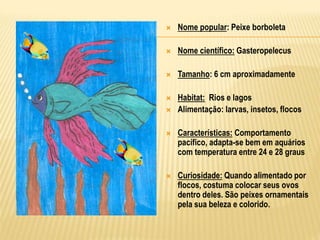  Nome popular: Peixe borboleta
 Nome científico: Gasteropelecus
 Tamanho: 6 cm aproximadamente
 Habitat: Rios e lagos
 Alimentação: larvas, insetos, flocos
 Características: Comportamento
pacífico, adapta-se bem em aquários
com temperatura entre 24 e 28 graus
 Curiosidade: Quando alimentado por
flocos, costuma colocar seus ovos
dentro deles. São peixes ornamentais
pela sua beleza e colorido.
 