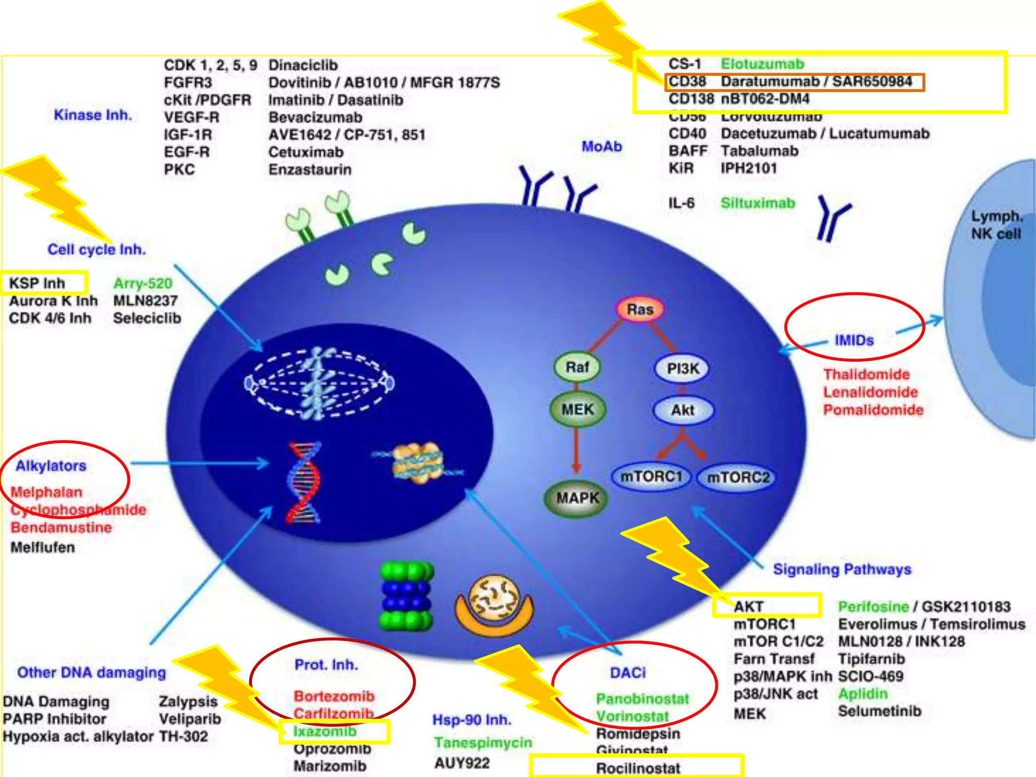 multiple myeloma & daratumumab | PPTX