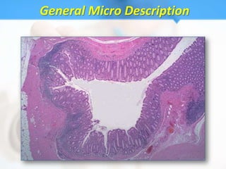 General Micro Description
 