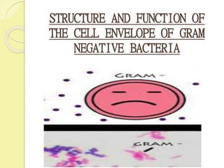 STRUCTURE AND FUNCTION OF
THE CELL ENVELOPE OF GRAM
NEGATIVE BACTERIA
 