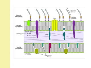 structure and function of the cell envelope of gram negative bacteria ...
