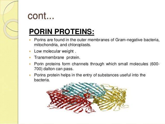picture Porin Proteins In Mitochondria cell envelope of gram negative bacteria