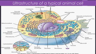 Sub Cell Structure PARENCHYMAL CELL INJURY AND THEIR ULTRASTRUCTURE | PPT