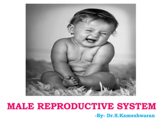  Click to add text
MALE REPRODUCTIVE SYSTEM
-By- Dr.S.Kameshwaran
 