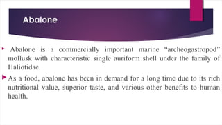Abalone

Abalone is a commercially important marine “archeogastropod”
mollusk with characteristic single auriform shell under the family of
Haliotidae.
As a food, abalone has been in demand for a long time due to its rich
nutritional value, superior taste, and various other benefits to human
health.
 