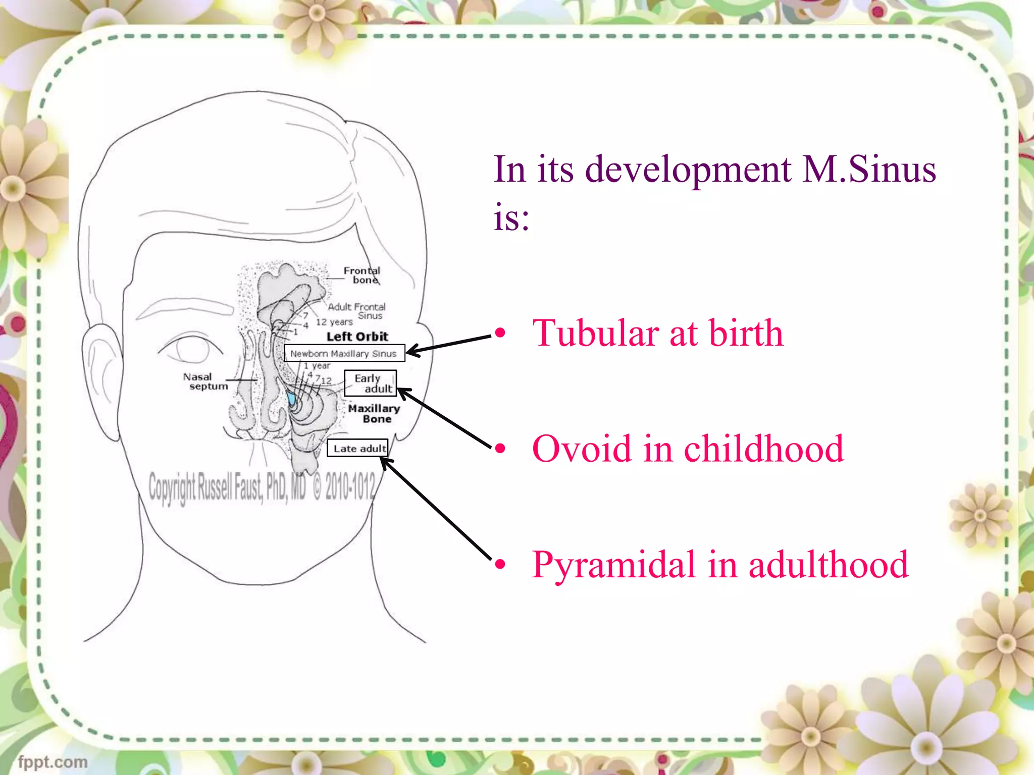 maxillary sinus seminar | PPTX