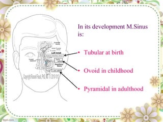 In its development M.Sinus
is:
• Tubular at birth
• Ovoid in childhood
• Pyramidal in adulthood
 