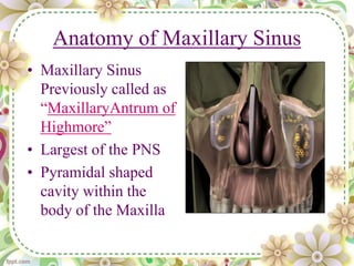 Anatomy of Maxillary Sinus
• Maxillary Sinus
Previously called as
“MaxillaryAntrum of
Highmore”
• Largest of the PNS
• Pyramidal shaped
cavity within the
body of the Maxilla
 