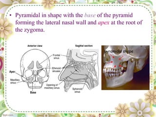 • Pyramidal in shape with the base of the pyramid
forming the lateral nasal wall and apex at the root of
the zygoma.
Base
Apex
pyramidal shape
 