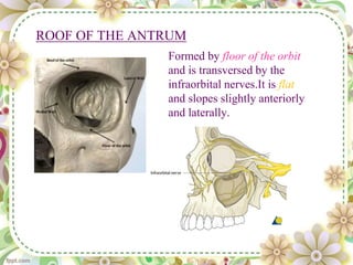 ROOF OF THE ANTRUM
Formed by floor of the orbit
and is transversed by the
infraorbital nerves.It is flat
and slopes slightly anteriorly
and laterally.
 