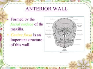 ANTERIOR WALL
• Formed by the
facial surface of the
maxilla.
• Canine fossa is an
important structure
of this wall.
 