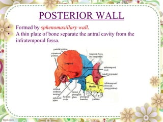 POSTERIOR WALL
• Formed by sphenomaxillary wall.
• A thin plate of bone separate the antral cavity from the
infratemporal fossa.
 