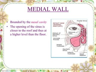 MEDIAL WALL
• Bounded by the nasal cavity
• The opening of the sinus is
closer to the roof and thus at
a higher level than the floor.
 