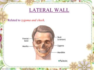 LATERAL WALL
• Related to zygoma and cheek.
 