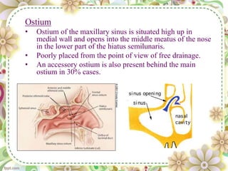Ostium
• Ostium of the maxillary sinus is situated high up in
medial wall and opens into the middle meatus of the nose
in the lower part of the hiatus semilunaris.
• Poorly placed from the point of view of free drainage.
• An accessory ostium is also present behind the main
ostium in 30% cases.
 