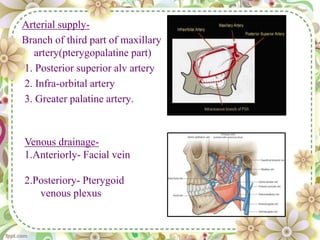 Arterial supply-
Branch of third part of maxillary
artery(pterygopalatine part)
1. Posterior superior alv artery
2. Infra-orbital artery
3. Greater palatine artery.
Venous drainage-
1.Anteriorly- Facial vein
2.Posteriory- Pterygoid
venous plexus
 