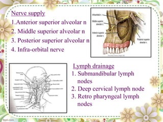 Nerve supply
1.Anterior superior alveolar n
2. Middle superior alveolar n
3. Posterior superior alveolar n
4. Infra-orbital nerve
Lymph drainage
1. Submandibular lymph
nodes
2. Deep cervical lymph node
3. Retro pharyngeal lymph
nodes
 