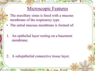 Microscopic Features
• The maxillary sinus is lined with a mucous
membrane of the respiratory type.
• The antral mucous membrane is formed of:
1. An epithelial layer resting on a basement
membrane.
2. A subepithelial connective tissue layer.
 