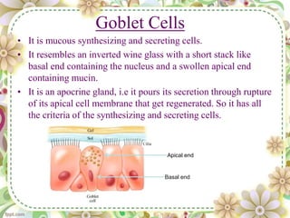 Goblet Cells
• It is mucous synthesizing and secreting cells.
• It resembles an inverted wine glass with a short stack like
basal end containing the nucleus and a swollen apical end
containing mucin.
• It is an apocrine gland, i.e it pours its secretion through rupture
of its apical cell membrane that get regenerated. So it has all
the criteria of the synthesizing and secreting cells.
Basal end
Apical end
 