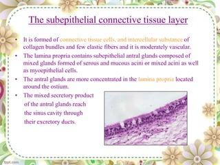 The subepithelial connective tissue layer
• It is formed of connective tissue cells, and intercellular substance of
collagen bundles and few elastic fibers and it is moderately vascular.
• The lamina propria contains subepithelial antral glands composed of
mixed glands formed of serous and mucous acini or mixed acini as well
as myoepithelial cells.
• The antral glands are more concentrated in the lamina propria located
around the ostium.
• The mixed secretory product
of the antral glands reach
the sinus cavity through
their excretory ducts.
 
