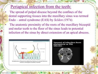 Periapical infection from the teeth:
• The spread of pulpal disease beyond the confines of the
dental supporting tissues into the maxillary sinus was termed
Endo – antral syndrome (EAS) by Selden (1974).
• The anatomic proximity of the roots of the maxillary bicuspid
and molar teeth to the floor of the sinus leads to potential
infection of the sinus by direct extension of an apical abscess.
 