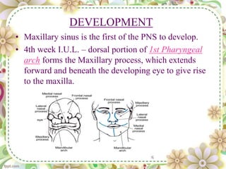 DEVELOPMENT
• Maxillary sinus is the first of the PNS to develop.
• 4th week I.U.L. – dorsal portion of 1st Pharyngeal
arch forms the Maxillary process, which extends
forward and beneath the developing eye to give rise
to the maxilla.
 