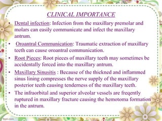 CLINICAL IMPORTANCE
• Dental infection: Infection from the maxillary premolar and
molars can easily communicate and infect the maxillary
antrum.
• Oroantral Communication: Traumatic extraction of maxillary
teeth can cause oroantral communication.
• Root Pieces: Root pieces of maxillary teeth may sometimes be
accidentally forced into the maxillary antrum.
• Maxillary Sinusitis : Because of the thickned and inflammed
sinus lining compresses the nerve supply of the maxillary
posterior teeth causing tenderness of the maxillary teeth.
• The infraorbital and superior alveolar vessels are freqently
ruptured in maxillary fracture causing the hemotoma formation
in the antrum.
 