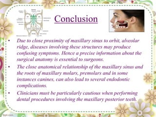 Conclusion
• Due to close proximity of maxillary sinus to orbit, alveolar
ridge, diseases involving these structures may produce
confusing symptoms. Hence a precise information about the
surgical anatomy is essential to surgeons.
• The close anatomical relationship of the maxillary sinus and
the roots of maxillary molars, premolars and in some
instances canines, can also lead to several endodontic
complications.
• Clinicians must be particularly cautious when performing
dental procedures involving the maxillary posterior teeth.
 