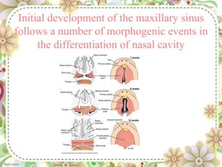 Initial development of the maxillary sinus
follows a number of morphogenic events in
the differentiation of nasal cavity
 