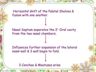 Horizontal shift of the Palatal Shelves &
fusion with one another.
Nasal Septum separates the 2° Oral cavity
from the two nasal chambers.
Influences further expansion of the lateral
nasal wall & 3 wall begin to fold.
3 Conchae & Meatuses arise
 