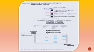 DNA SEQUENCING METHODS AND STRATEGIES FOR GENOME SEQUENCING | PPTX