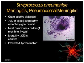 Streptococcus pneumoniae
Meningitis, PneumococcalMeningitis
• Gram-positive diplococci
• 70%of people arehealthy
nasopharyngeal carriers
• Most common in children(1
month to 4years)
• Mortality: 30%in
children,
• Prevented by vaccination
9/5/2013 12
 
