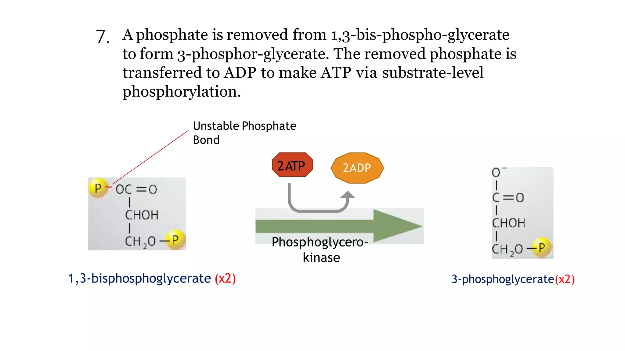 Metabolism of Carbohydrates | PPTX