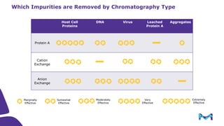 Process Scale Chromatography