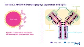Process Scale Chromatography