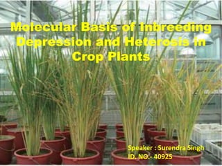 Molecular Basis of Inbreeding
Depression and Heterosis in
Crop Plants
Speaker : Surendra Singh
ID. NO.- 40925
 