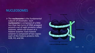 NUCLEOSOMES
 The nucleosome is the fundamental
subunit of chromatin. Each
nucleosome is composed of a little
less than two turns of DNA wrapped
around a set of eight proteins called
histones, which are known as a
histone octamer. Each histone
octamer is composed of two copies
each of the histone proteins H2A,
H2B, H3, and H4.
June 17 102
 