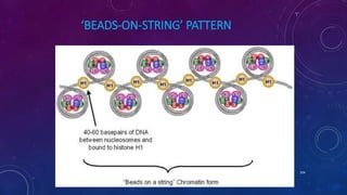 ‘BEADS-ON-STRING’ PATTERN
June 17 104
 