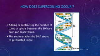 HOW DOES SUPERCOILING OCCUR ?
Adding or subtracting the number of
turns or spirals between the 10 base
pairs can cause strain.
This strain enables the DNA strand
to get twisted more.
June 17 105
 