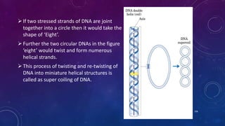 If two stressed strands of DNA are joint
together into a circle then it would take the
shape of ‘Eight’.
Further the two circular DNAs in the figure
‘eight’ would twist and form numerous
helical strands.
This process of twisting and re-twisting of
DNA into miniature helical structures is
called as super coiling of DNA.
June 17 106
 