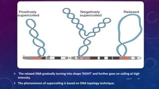  The relaxed DNA gradually turning into shape ‘EIGHT’ and further goes on coiling at high
intensity.
 The phenomenon of supercoiling is based on DNA topology technique.
June 17 107
 
