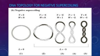 DNA TOPOLOGY FOR NEGATIVE SUPERCOILING
June 17 112
 