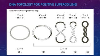 DNA TOPOLOGY FOR POSITIVE SUPERCOILING
June 17 113
 