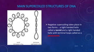 MAIN SUPERCOILED STRUCTURES OF DNA
Negative supercoiling takes place in
two forms : a right handed helix
called a toroid and a right handed
helix with terminal loops called as a
plectoneme.
June 17 114
 