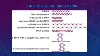 CONDENSED STRUCTURES OF DNA
June 17 115
 