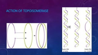 ACTION OF TOPOISOMERASE
June 17 117
 