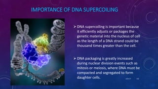 IMPORTANCE OF DNA SUPERCOILING
DNA supercoiling is important because
it efficiently adjusts or packages the
genetic material into the nucleus of cell
as the length of a DNA strand could be
thousand times greater than the cell.
DNA packaging is greatly increased
during nuclear division events such as
mitosis or meiosis, where DNA must be
compacted and segregated to form
daughter cells. June 17 122
 