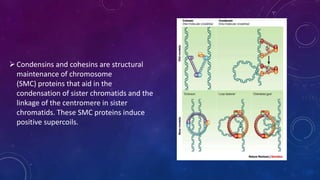 Condensins and cohesins are structural
maintenance of chromosome
(SMC) proteins that aid in the
condensation of sister chromatids and the
linkage of the centromere in sister
chromatids. These SMC proteins induce
positive supercoils.
June 17 123
 