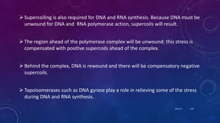 Supercoiling is also required for DNA and RNA synthesis. Because DNA must be
unwound for DNA and RNA polymerase action, supercoils will result.
The region ahead of the polymerase complex will be unwound; this stress is
compensated with positive supercoils ahead of the complex.
Behind the complex, DNA is rewound and there will be compensatory negative
supercoils.
Topoisomerases such as DNA gyrase play a role in relieving some of the stress
during DNA and RNA synthesis.
June 17 124
 